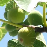 Cicirata Sea - Sicilia *