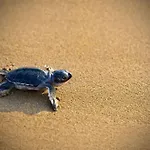 Cicirata Sea - Sicilia *