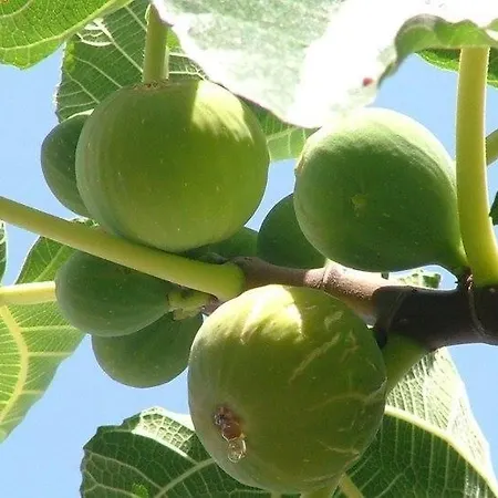 Cicirata Sea - Sicilia *