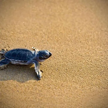 Cicirata Sea - Sicilia *
